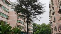 安置房协议可更改吗？其中需要更改什么内容的吗？有谁清楚知道的？
